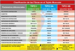 Clasificación de las Fibras en el Tejido Muscular