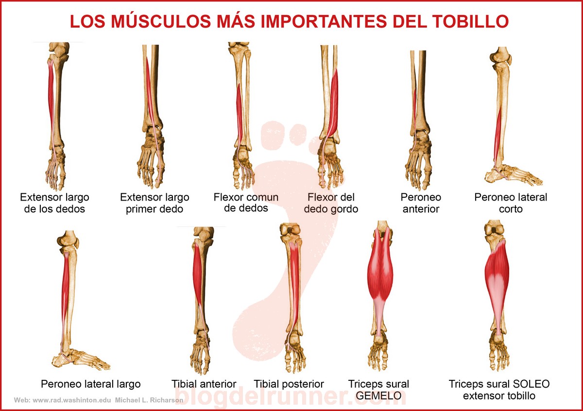 Músculos del tobillo